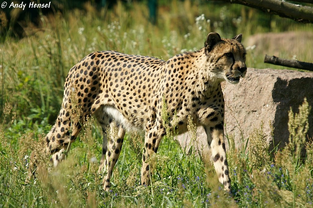 Pictures Gepard 32