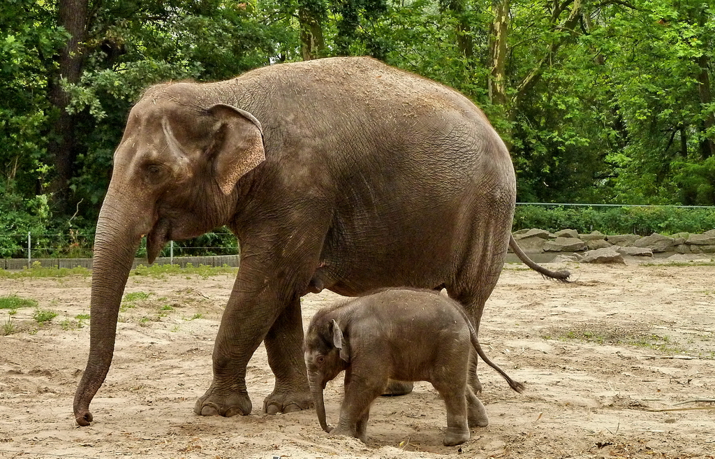 Asiatischer Elefant. Zoologischer Garten Berlin, 30.04