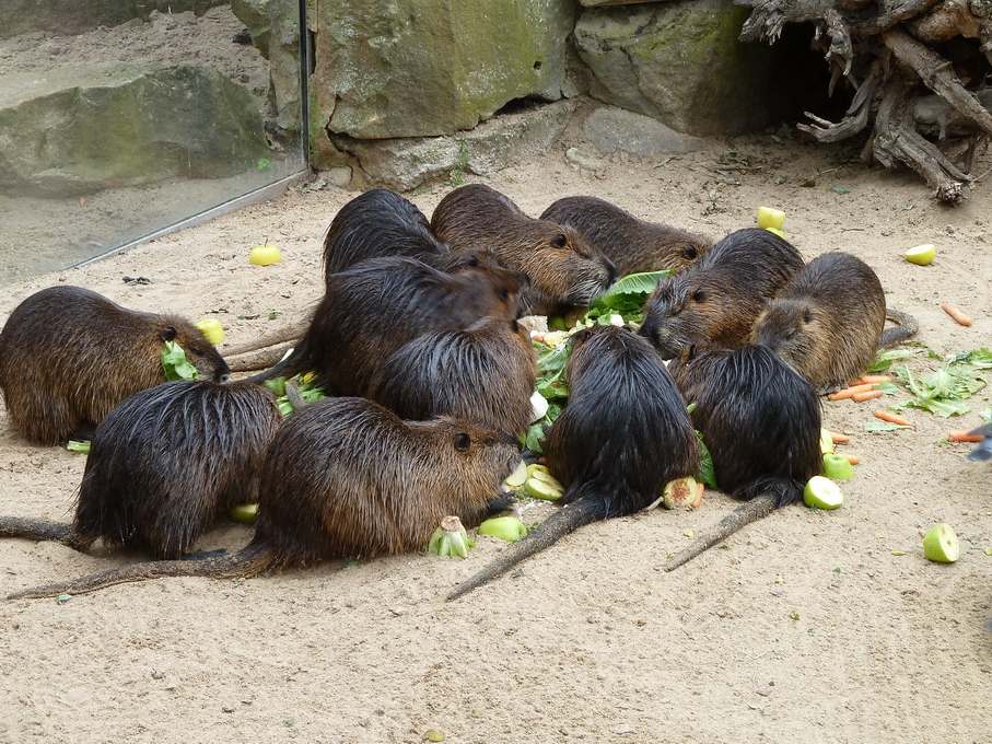 Familie Nutria (Sumpfbiber, Myocastor coypus) am reich