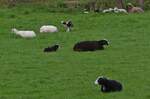 Verschiedene Schafs Rassen liegen gemtlich auf ihrer Weideflche.