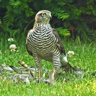 Falke im Garten nach 90 Minuten fast fertig mit der Mahlzheit - 02.08.2024