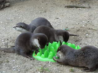 Fischotter - Arche-Zoo-Braunschweig 06.04.2019 - es gibt Babybrei mit Gurke ;-)