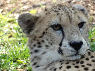 Gepard Arche-Zoo-Braunschweig 06.04.2019  Ist ein relativ kleiner Zoo, aber ein Besuch wert.