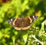 Admiral Edelfalter im Garten (Erstsichtung in 2024) - 04.11.2024