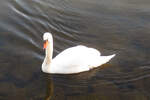 Ein Schwan im Nord-Ostsee-Kanal bei Sehestedt am 20.03.2025 /Schleswig-Holstein /Deutschland