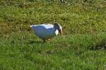 Gut genhrte Gans, wahrscheinlich Wildlebend, gesehen weit von jeglicher Zivilisation.