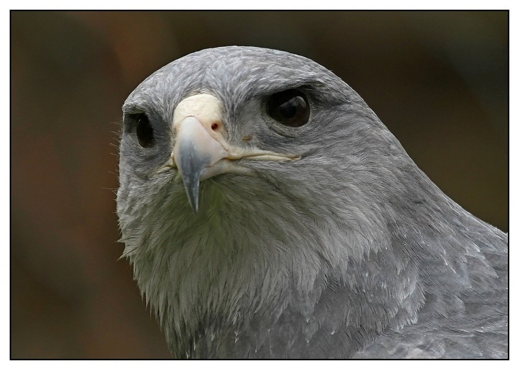 Aguja (Blaubussard)