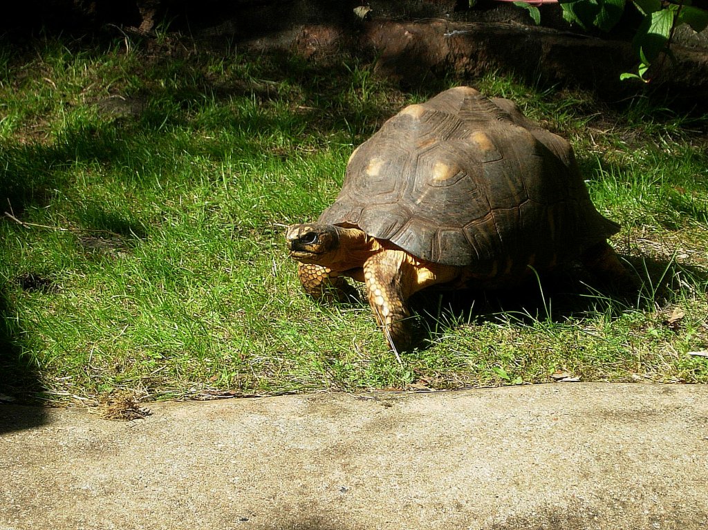 Burma-Landschildkrte -Tierpar Berlin 