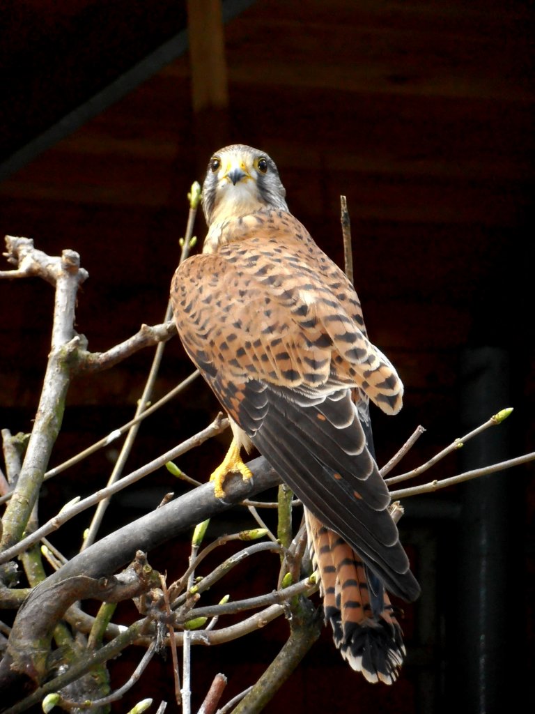 Bussard in Zeulenroda. Foto 04.05.12