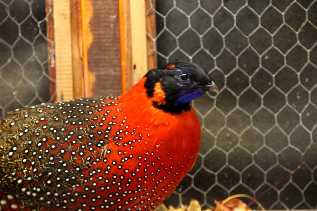 Fasan Satyrtragopan. Foto 20.10.2012