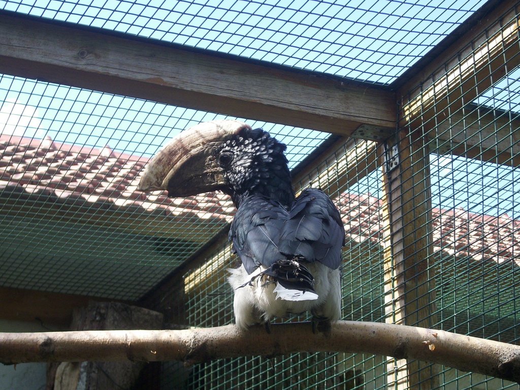 Hornvogel in Ortenburg 23.07.2012