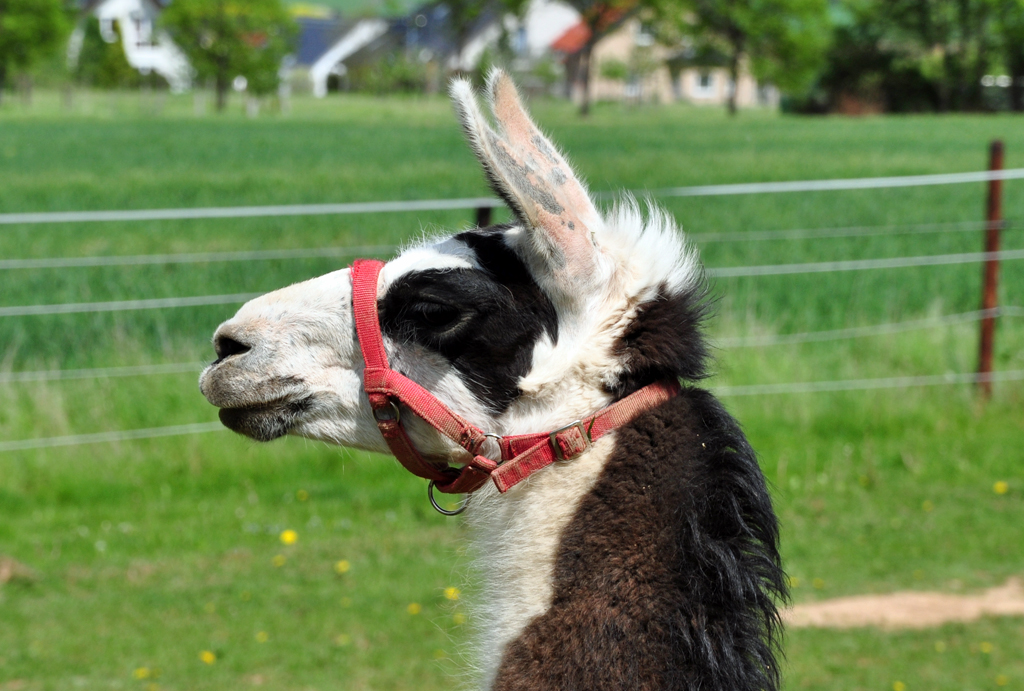 Lama- Portrait  in Eu-Stotzheim - 04.05.2012