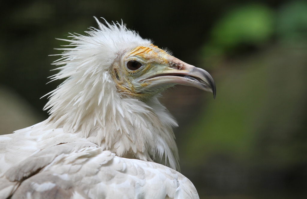 Schmutzgeier im Berliner Zoo