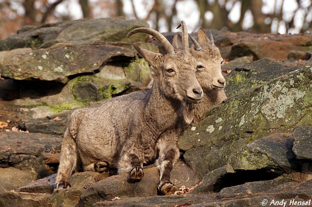 Sibirische Steinbcke.