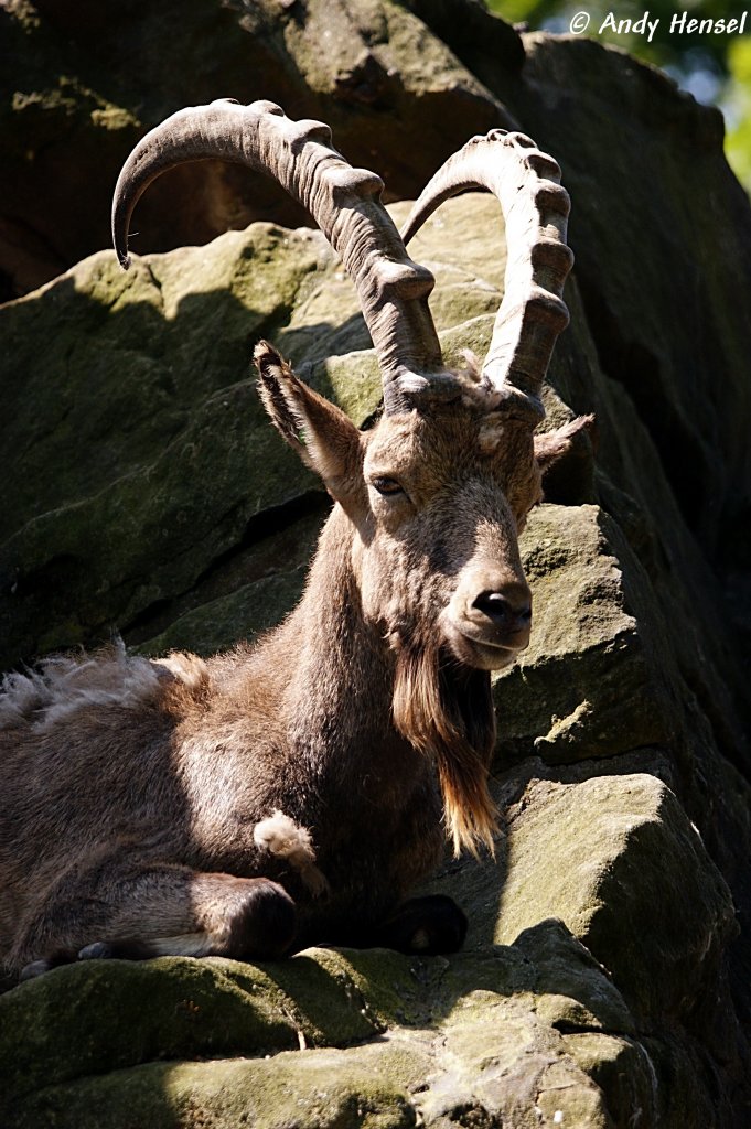 Sibirischer Steinbock