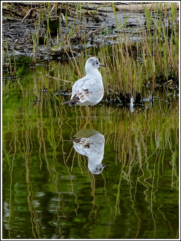 Spieglein, Spieglein... 08.05.2012 (Jeanny)