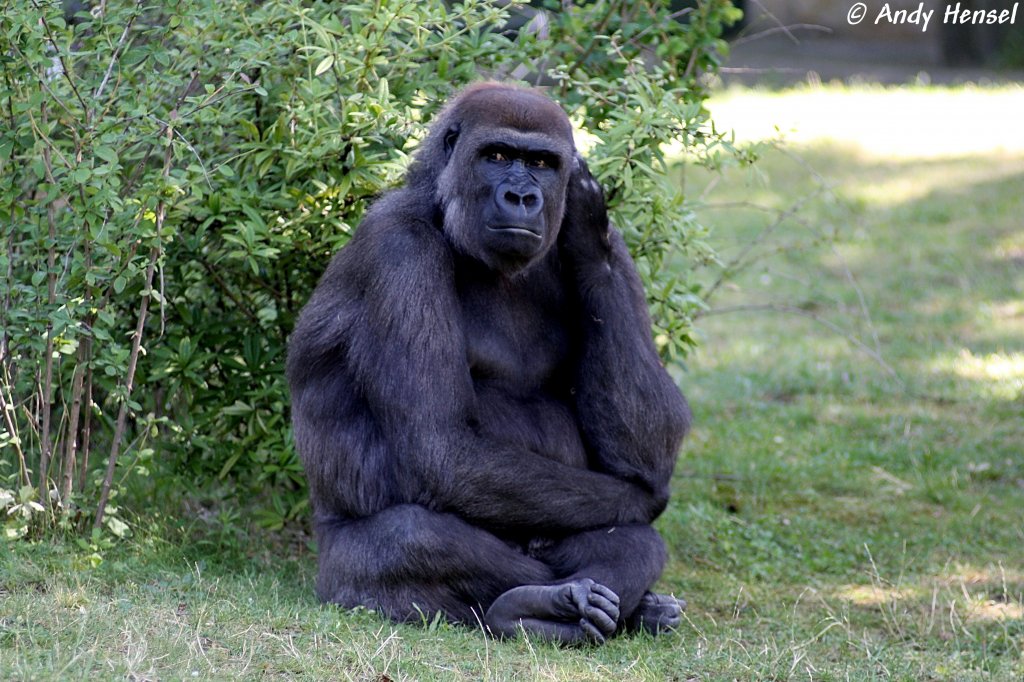 Westlicher Flachlandgorilla