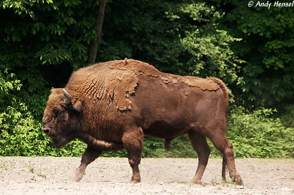 Wisent