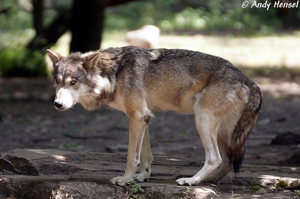 Wolf (Eurasischer Wolf)