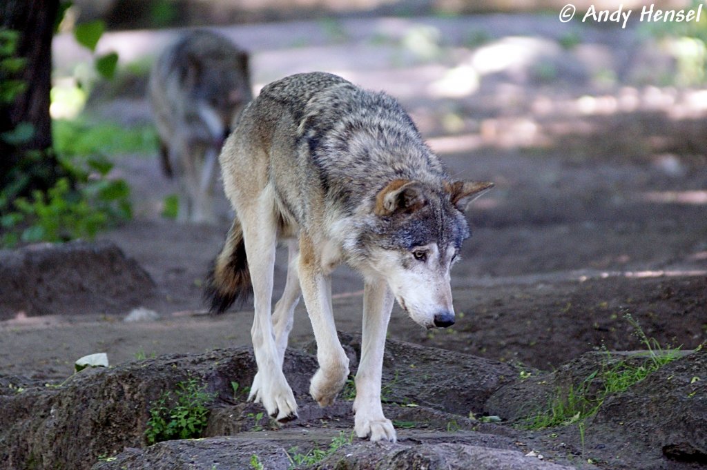 Wolf (Eurasischer Wolf)