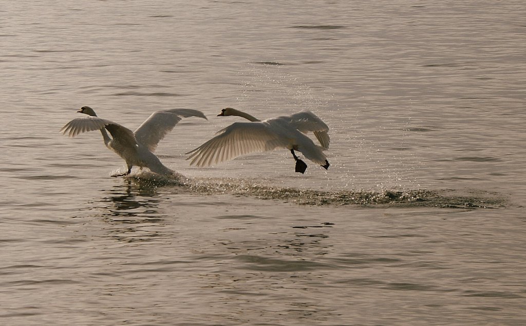 Zwei Schwne im Landeanflug.
(12.01.2010)