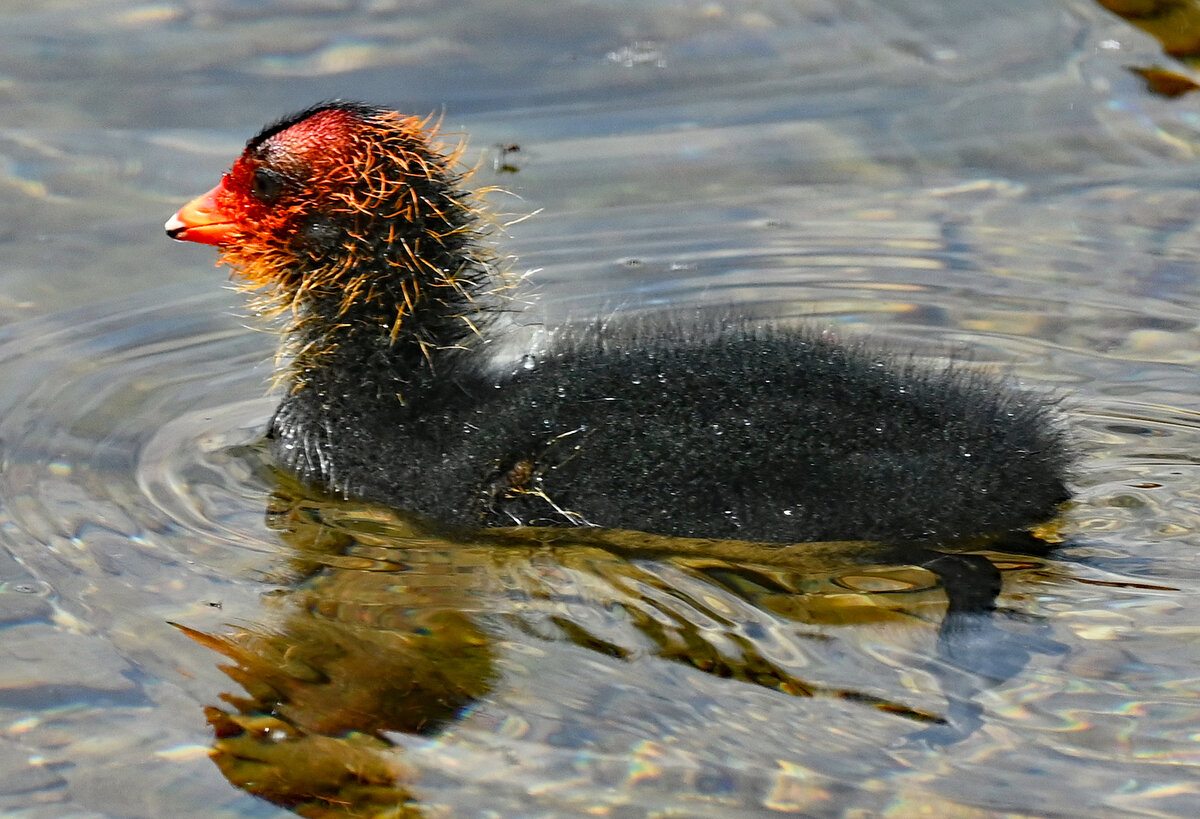 Blsshuhnkken im Zlpicher See - 04.06.2024