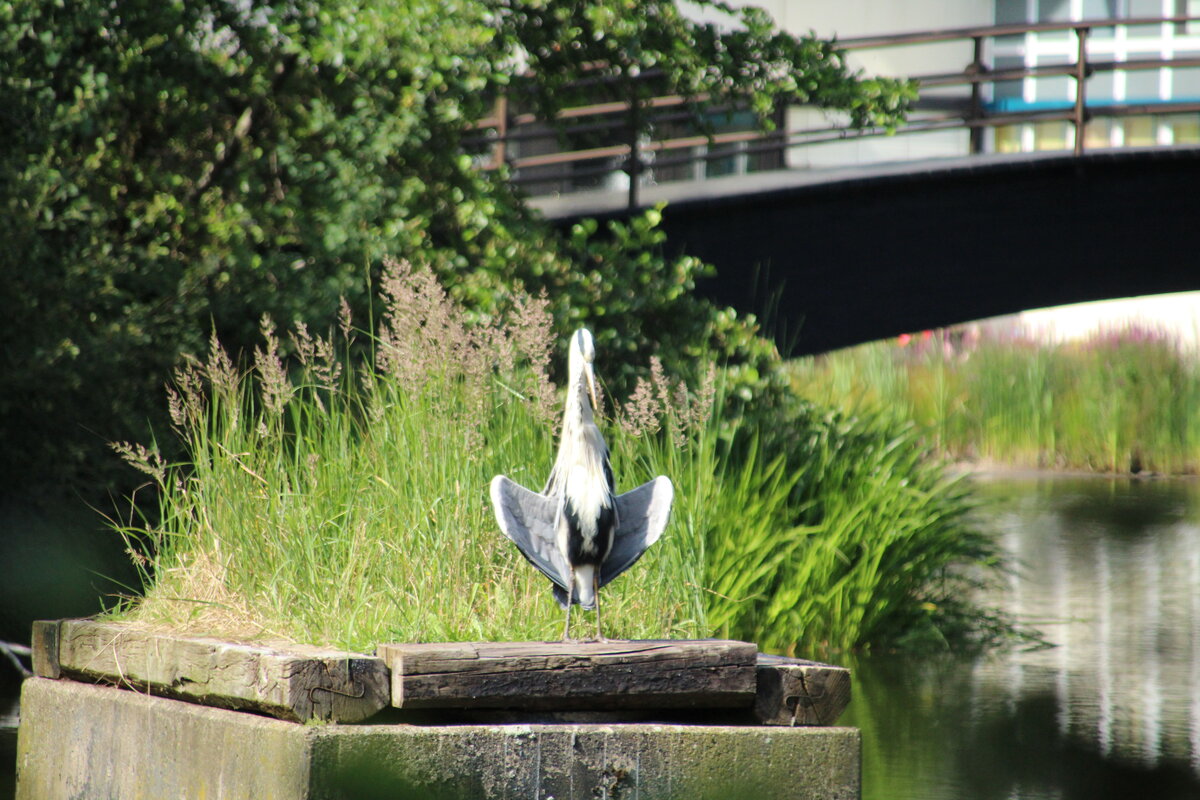 Der Fischreier possiert im Park in Wuppertal Ronsdorf.

Fotografiert am 28.06.2018