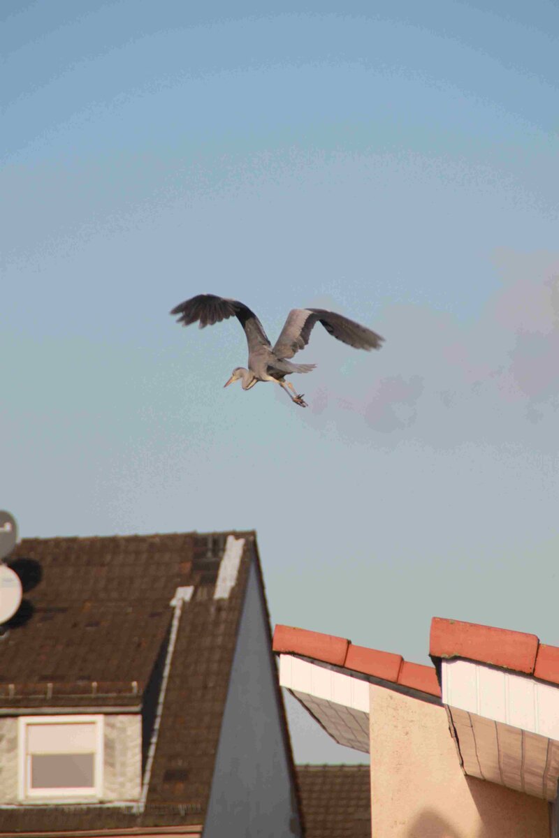 Der gleiche Fischreier beim Abflug in Solingen - Grnewald.
Fotografiert am 28.01.2016