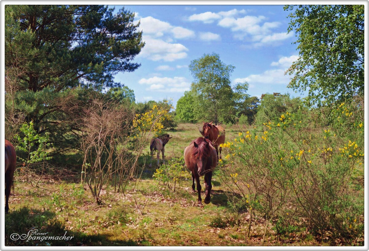 Dlmener Pferde am Ttsberg bei Bispingen/Behringen, Lneburger Heide. Ende Mai 2023.