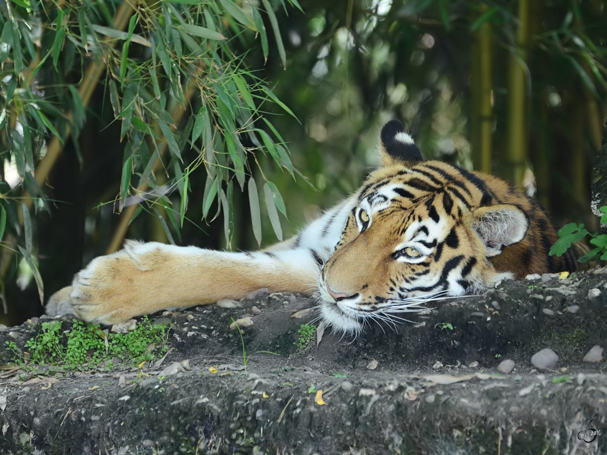 Ein Amurtiger im Zoo Duisburg.