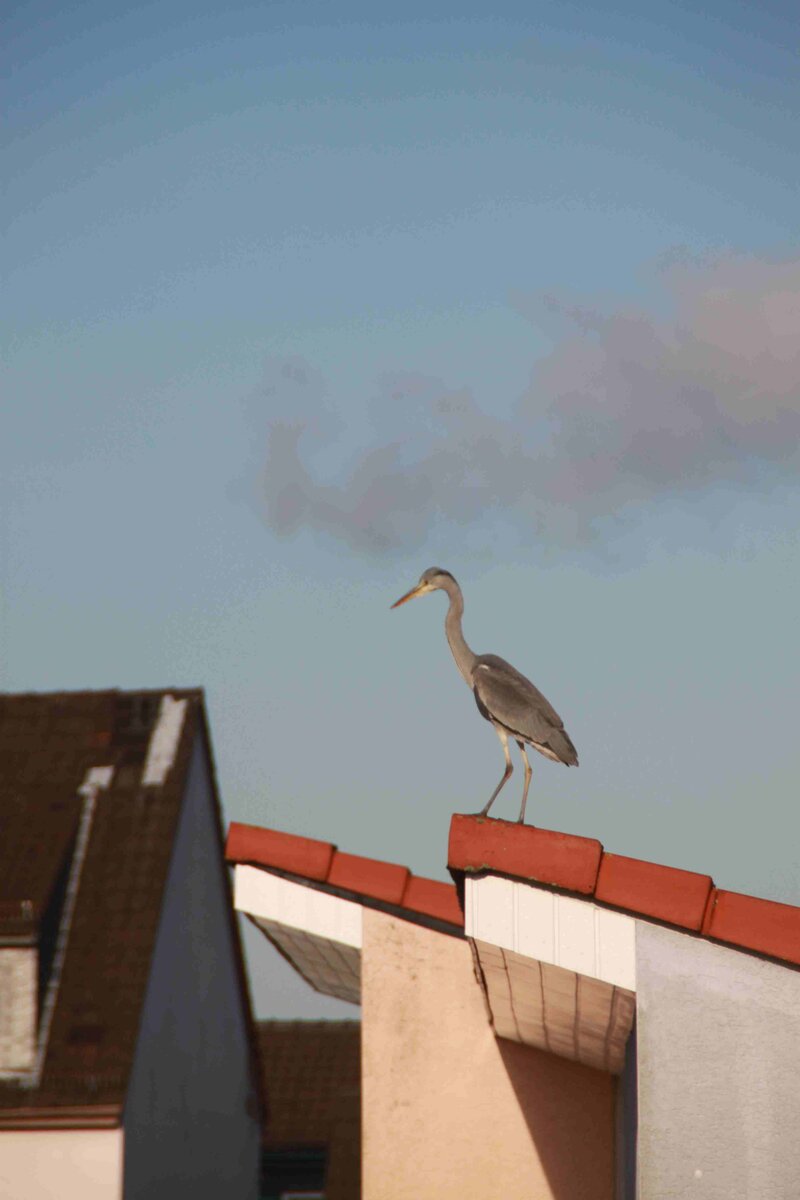 EIn Fischreier verirrte sich in mitten der Stadt Solingen - Grnewald
Fotografiert am 28.01.2016