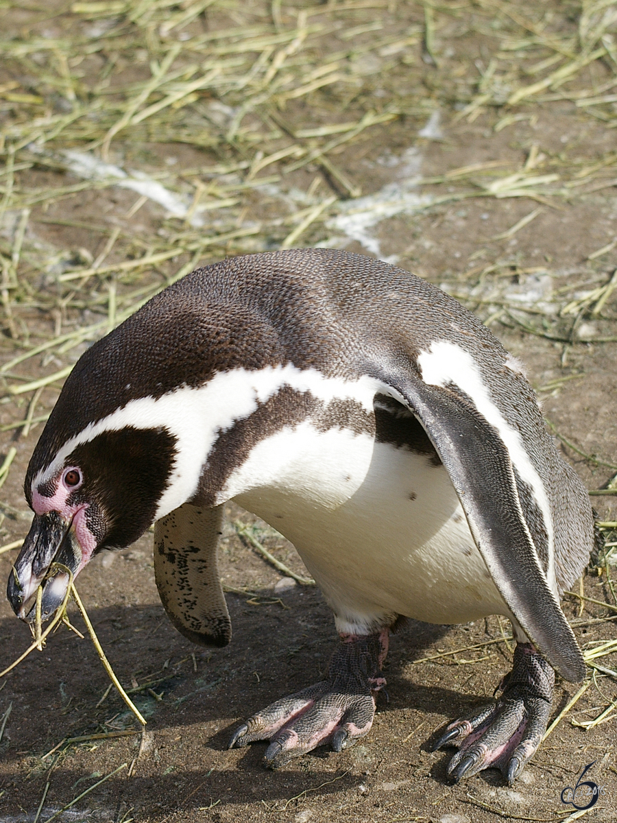 Ein Humboldtpinguin