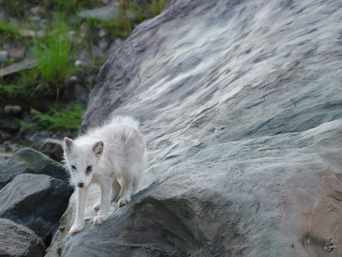 Ein Polarfuchs im Zoom Gelsenkirchen.