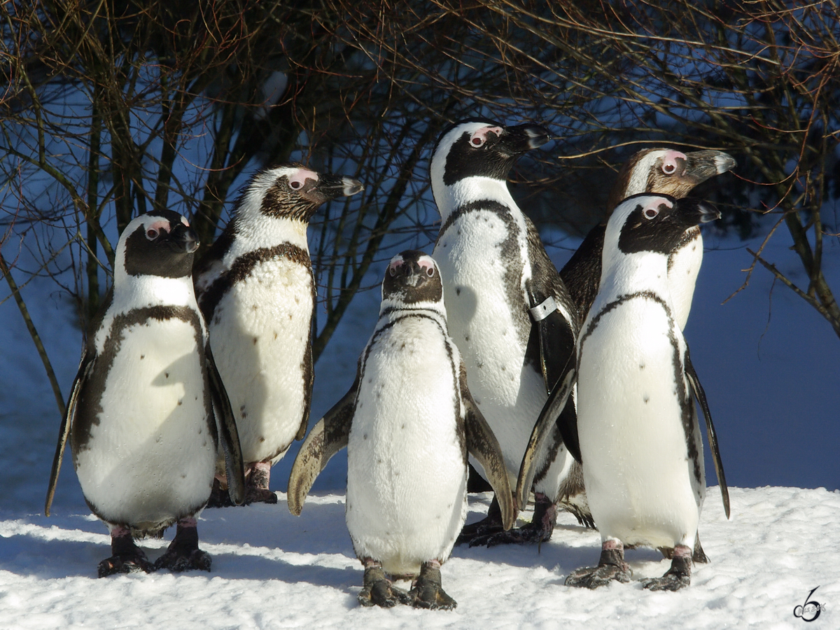 Eine Brillenpinguin-Gang