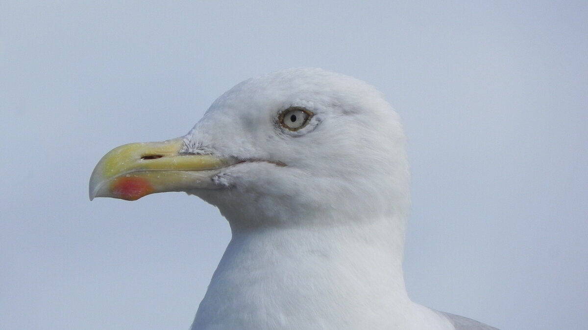 Eine erwachsene Silbermwe, Larus argentatus, am 16.08.24 im Hafen von Neuharlingersiel. Die Silbermwe  ist eine Vogelart innerhalb der Mwen (Larinae) und die hufigste Gromwe in Nord- und Westeuropa.