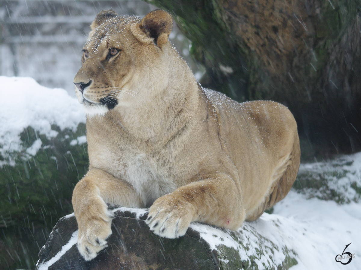 Eine Lwin  geniet  den Schnee