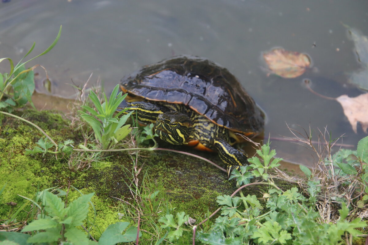 freilebende Schildkrte im Teich des Boga´s Solingen

Erbitte Hilfe zwecks konkreter Bestimmung 

Fotografiert am 16.09.2024