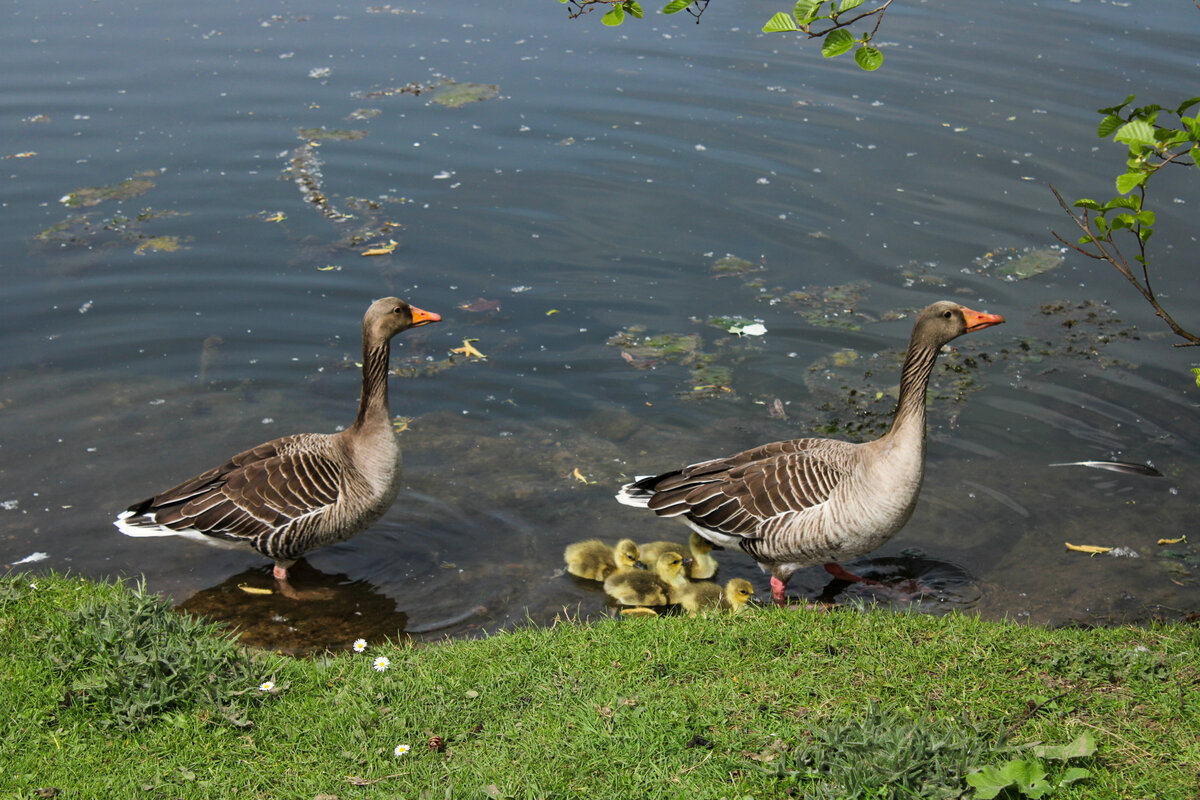 Gnse mit Nachwuchs am 14.04.2024 im Rebstockpark Frankfurt (Main)