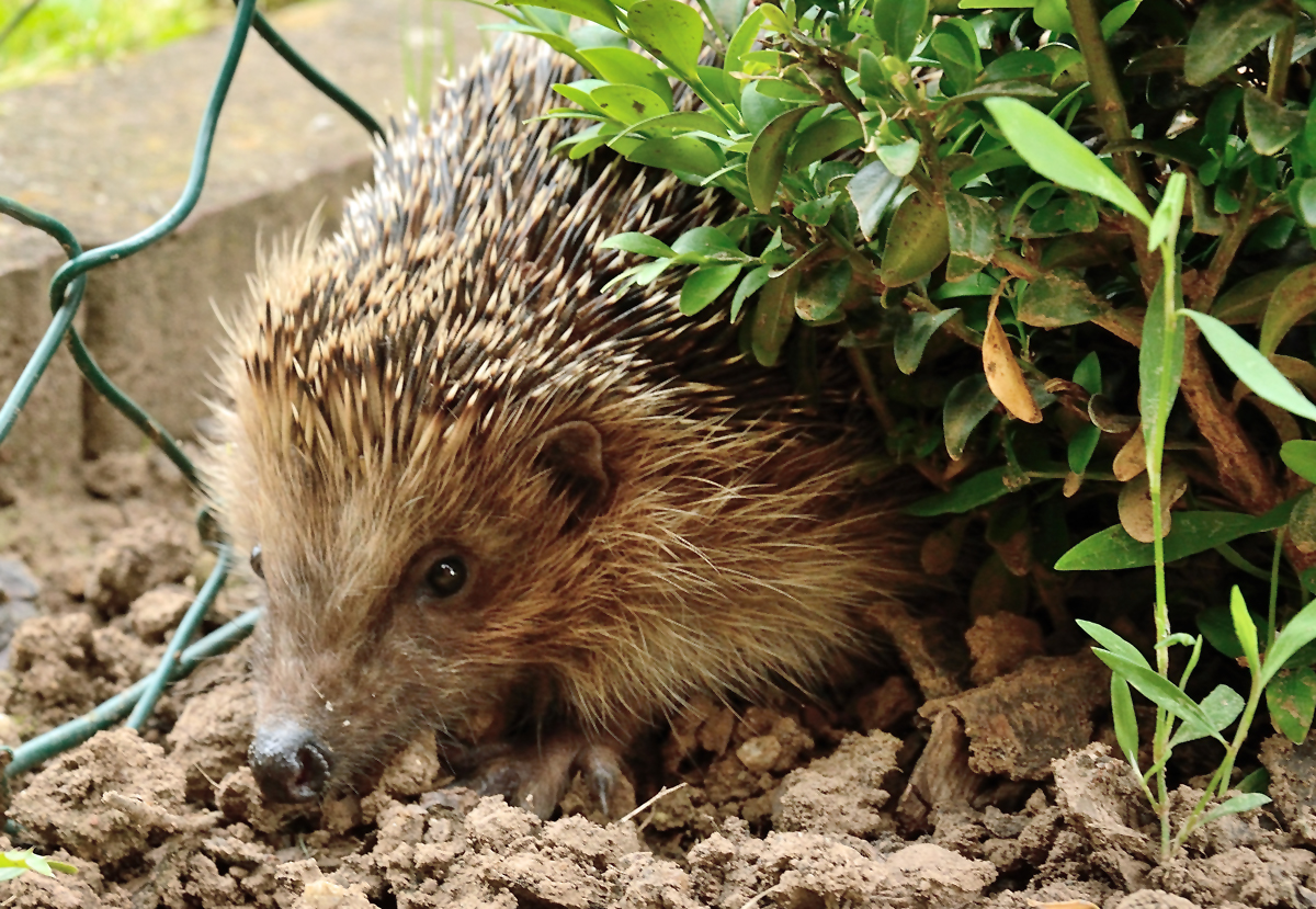 Igelbesuch im Garten - 26.06.2015