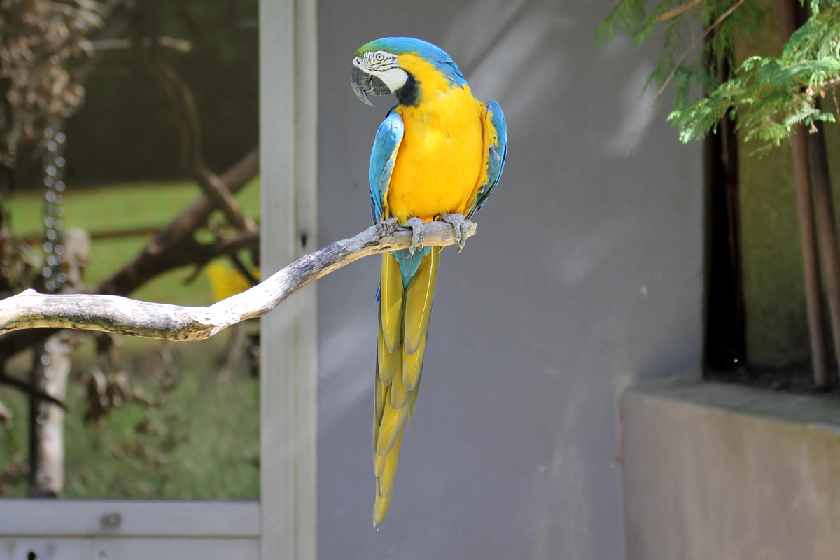 Papagei im Wuppertaler Zoo 10.7.2016