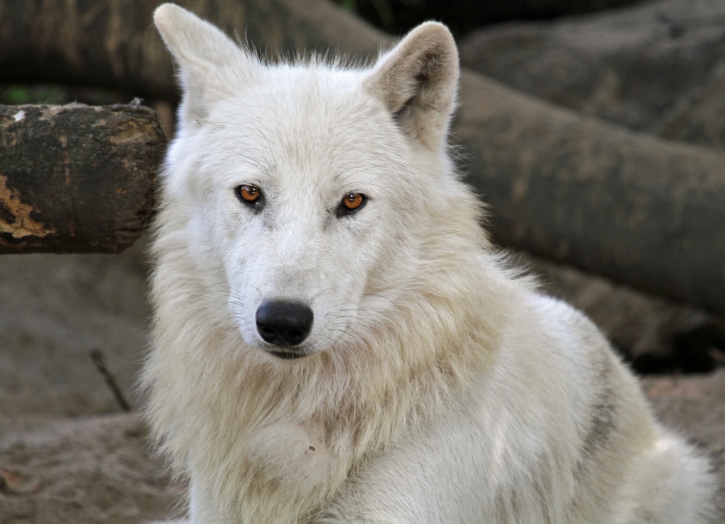 Polarwolf (Kanadischer Wolf)