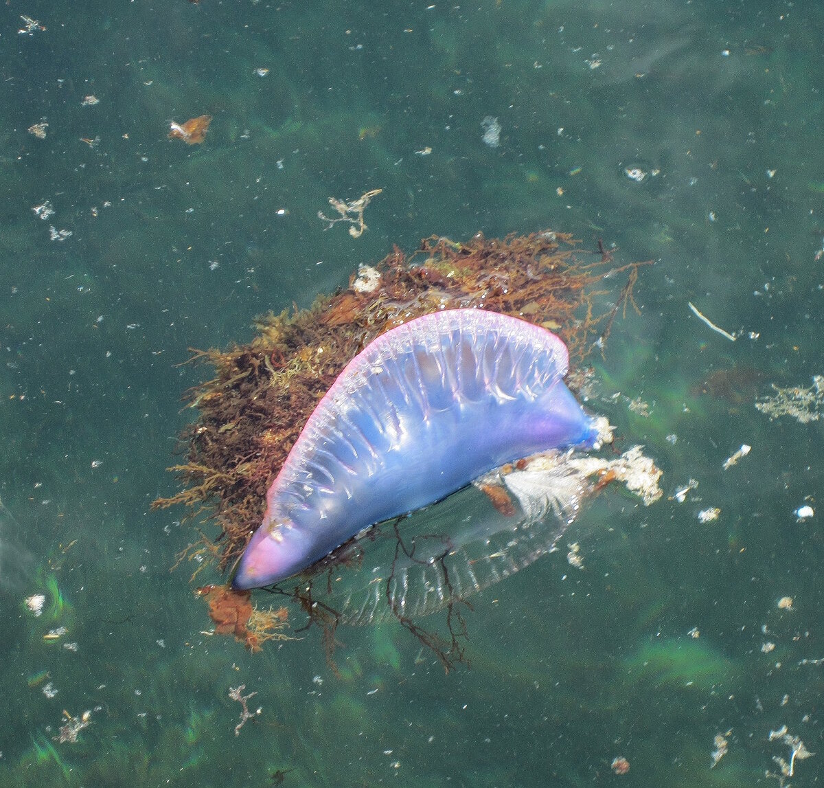 Portugiesische Galeere vor der Azoren-Insel Graciosa am 24.07.2024.