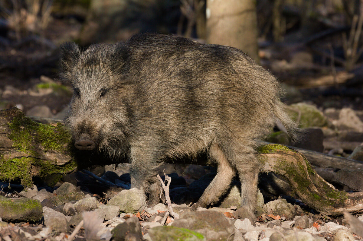 Schwarzwildgehege in Stuttgart am 27.01.2024 und eines seiner Bewohner. 