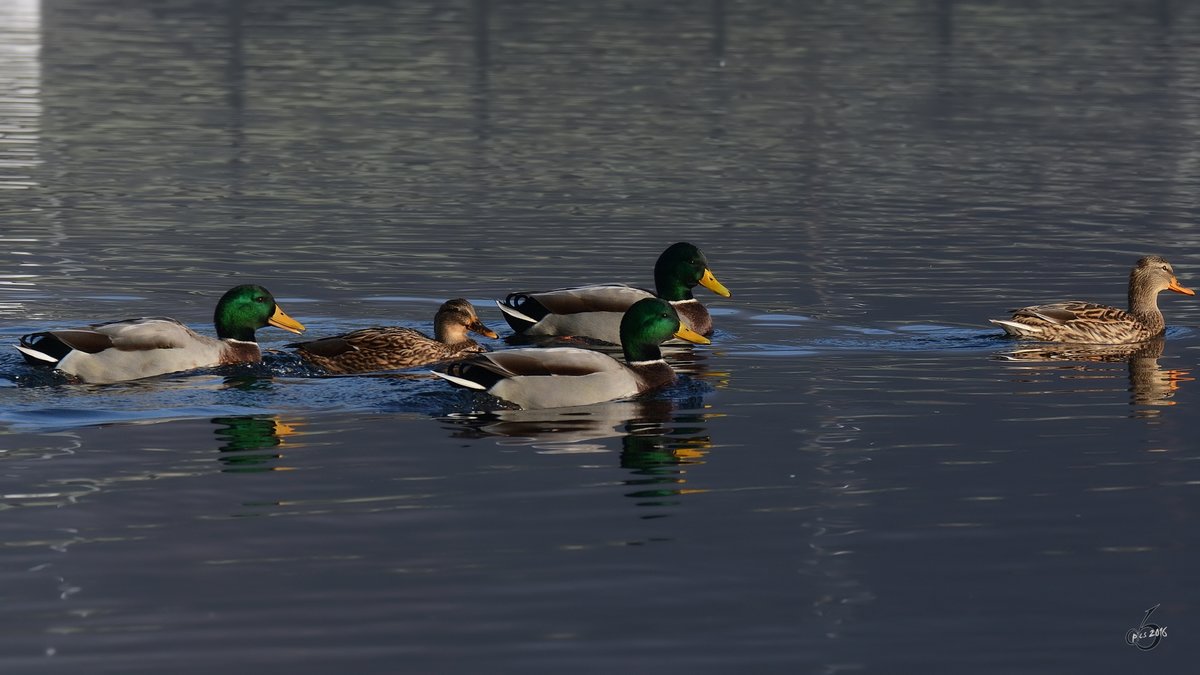 Stockenten auf der Ruhr