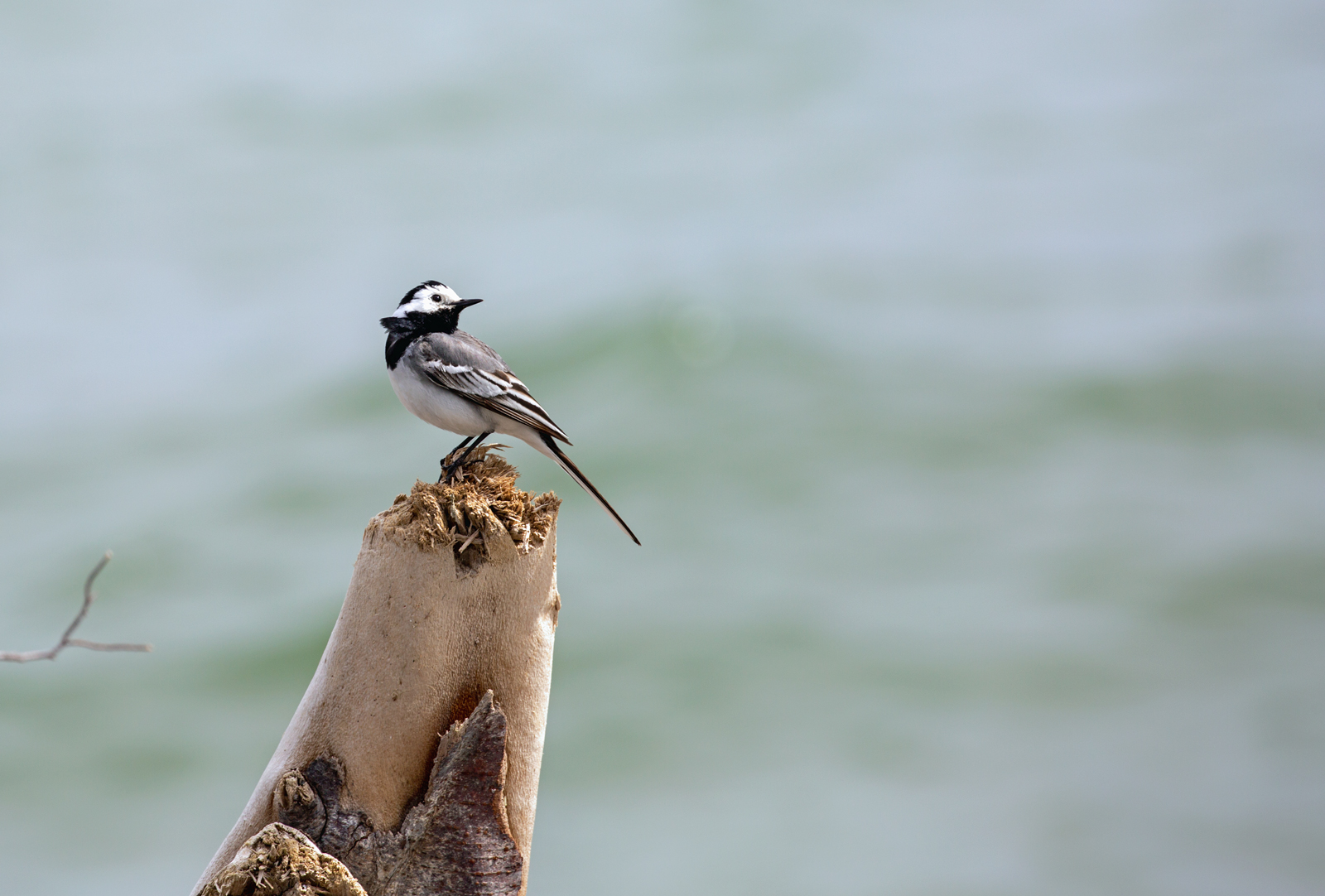 Bachstelze am Jasmunder Naturstrand. - 21.06.2024
