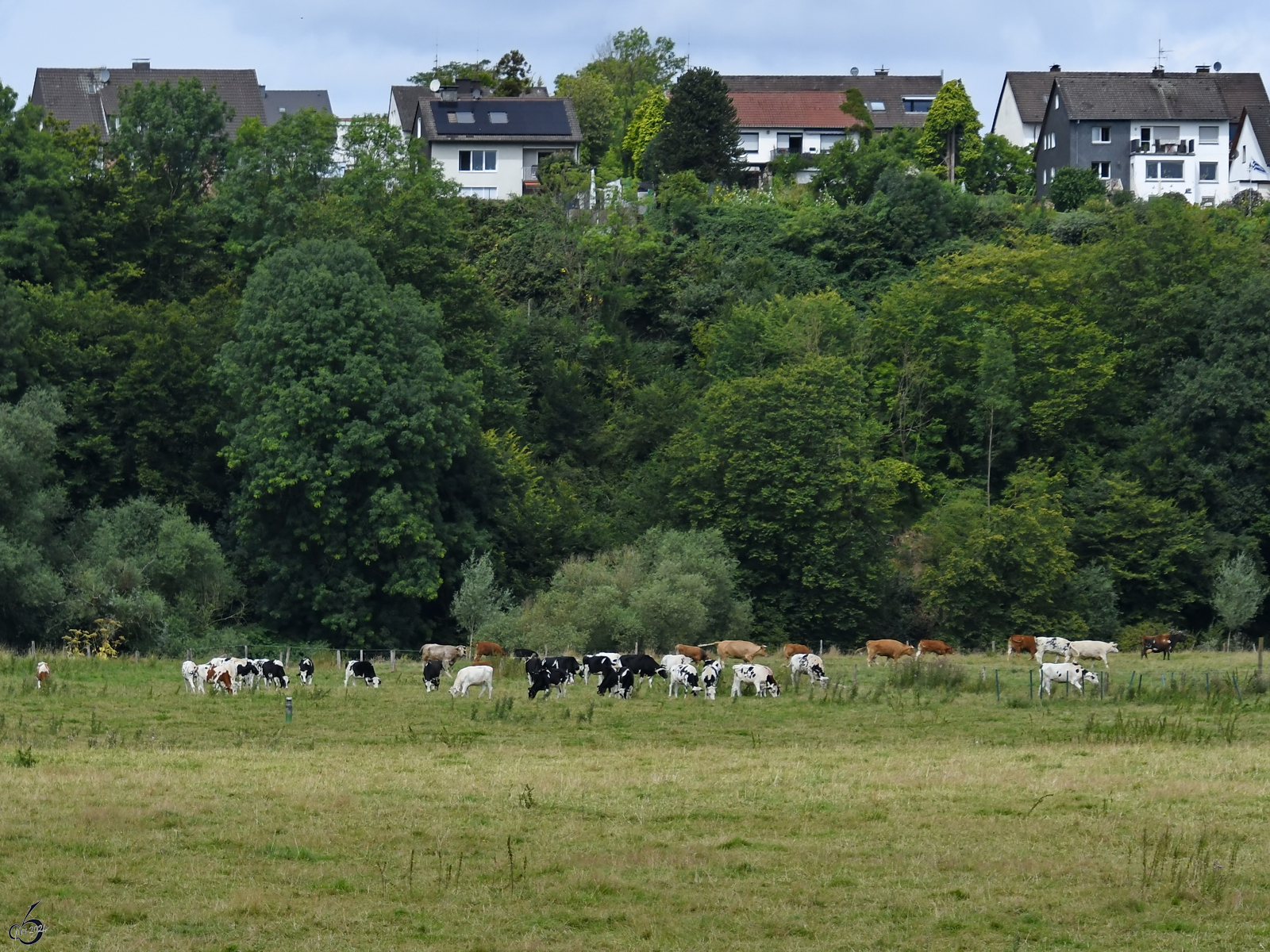 Eine recht groe Rinderherde grast auf den Ruhrwiesen, so gesehen Anfang August 2024 in Hattingen.