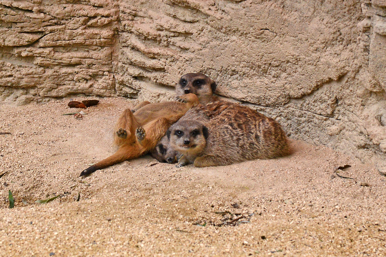 Erdmnnchen beim faulenzen im Zoologischen Garten Wilhelma in Stuttgart 17.09.2024