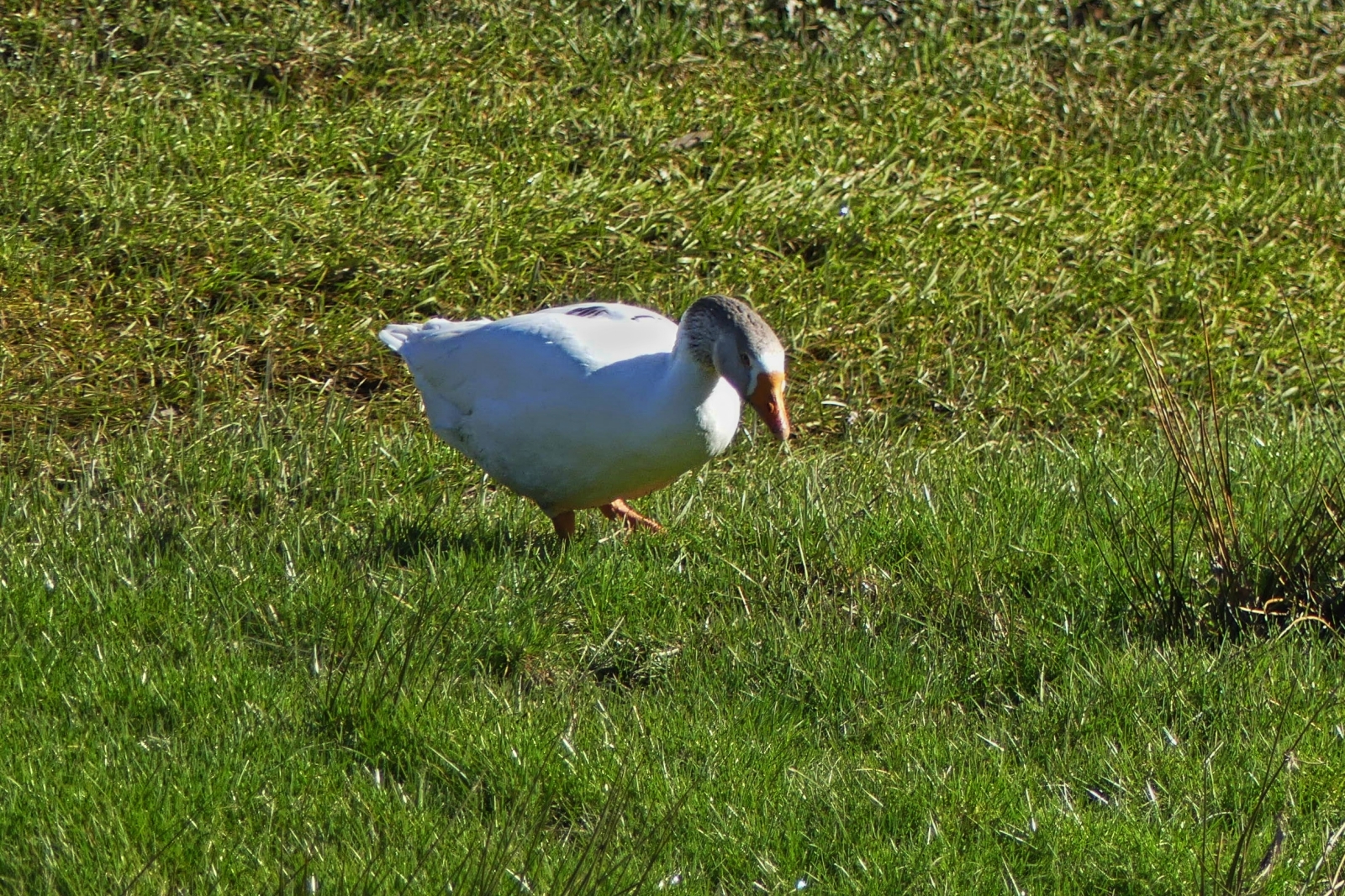 Gut genhrte Gans, wahrscheinlich Wildlebend, gesehen weit von jeglicher Zivilisation. 03.2025 