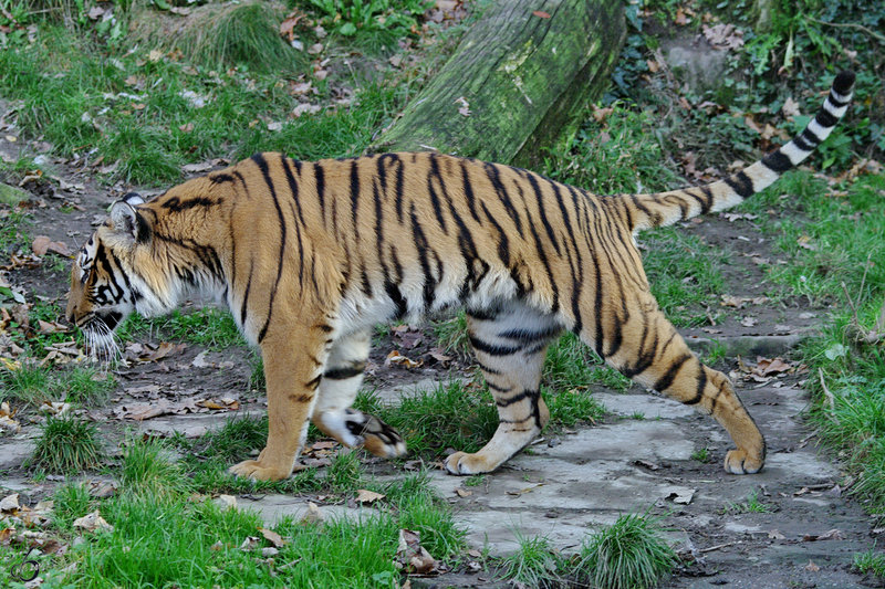 malaiischer Tiger