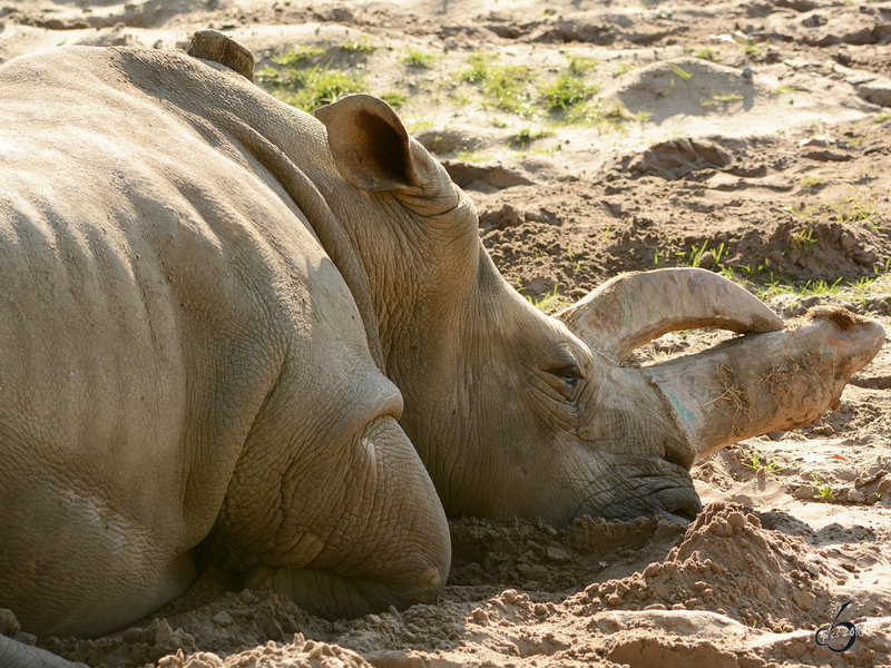 Ein Mudes Breitmaulnashorn Tier Fotos Eu